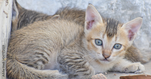 Wallpaper Mural a cute newborn kitten Torontodigital.ca