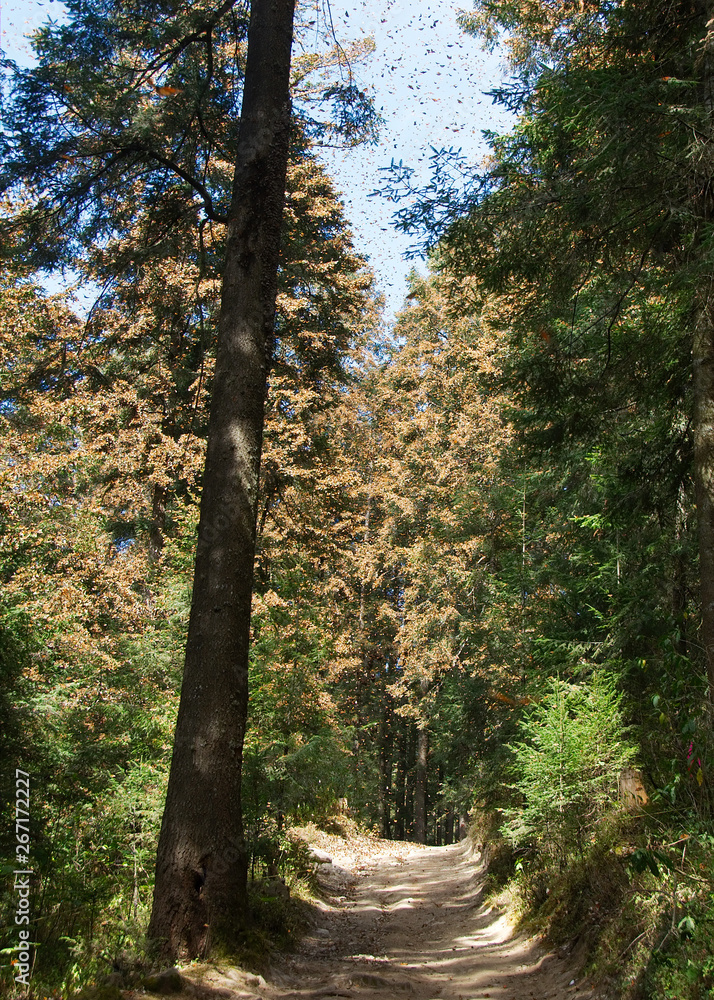 Obraz premium Monarch butterflies arriving at Michoacan, Mexico, after migrating from Canada.