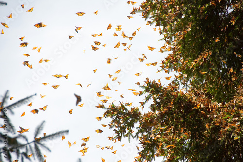 Monarch butterflies arriving at Michoacan, Mexico, after migrating from Canada.