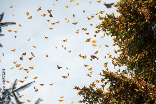 Monarch butterflies arriving at Michoacan, Mexico, after migrating from Canada.