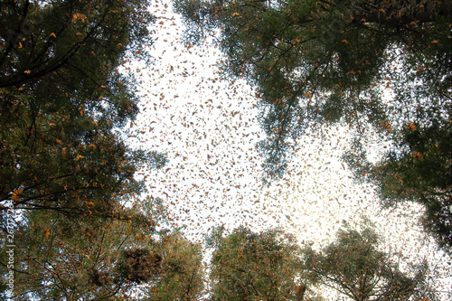 Monarch butterflies arriving at Michoacan, Mexico, after migrating from Canada. photo