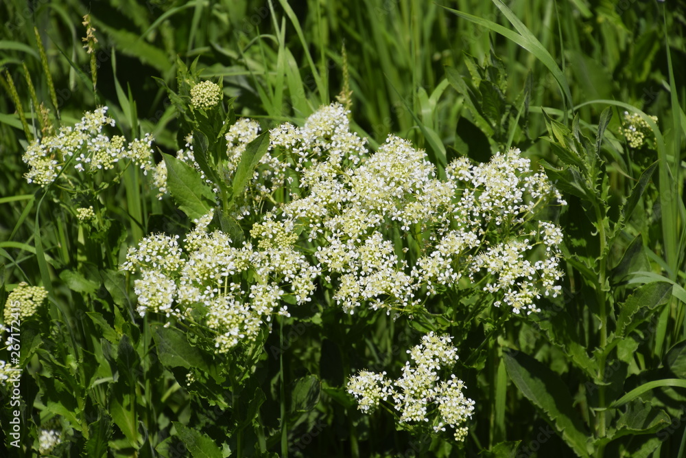 Lepidium draba white flowers Lepidium draba white flowers