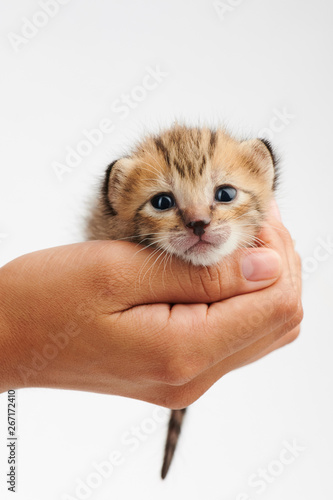 Woman hand holding cute kitty