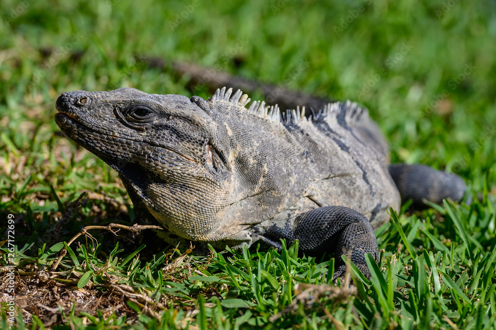 Fototapeta premium Close up Wild iguana in the grass