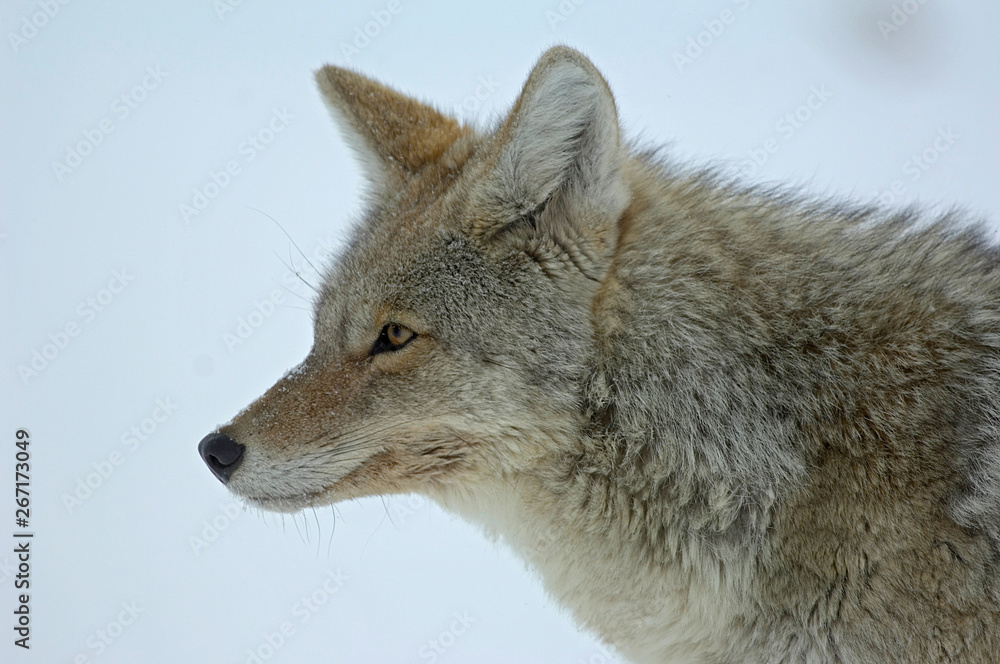 Fototapeta premium Coyote