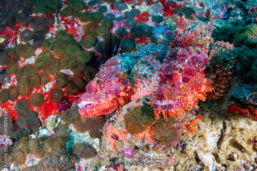Pair of camouflaged Scorpionfish on a murky coral reef in the Andaman Sea
