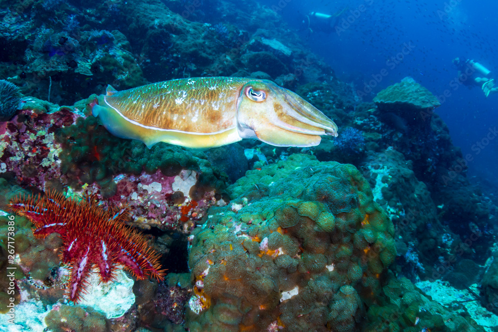 A pair of Cuttlefish on a murky, dark coral reef (Black Rock, Mergui Archipelago, Myanmar) A pair of Cuttlefish on a murky, dark coral reef (Black Rock, Mergui Archipelago, Myanmar)