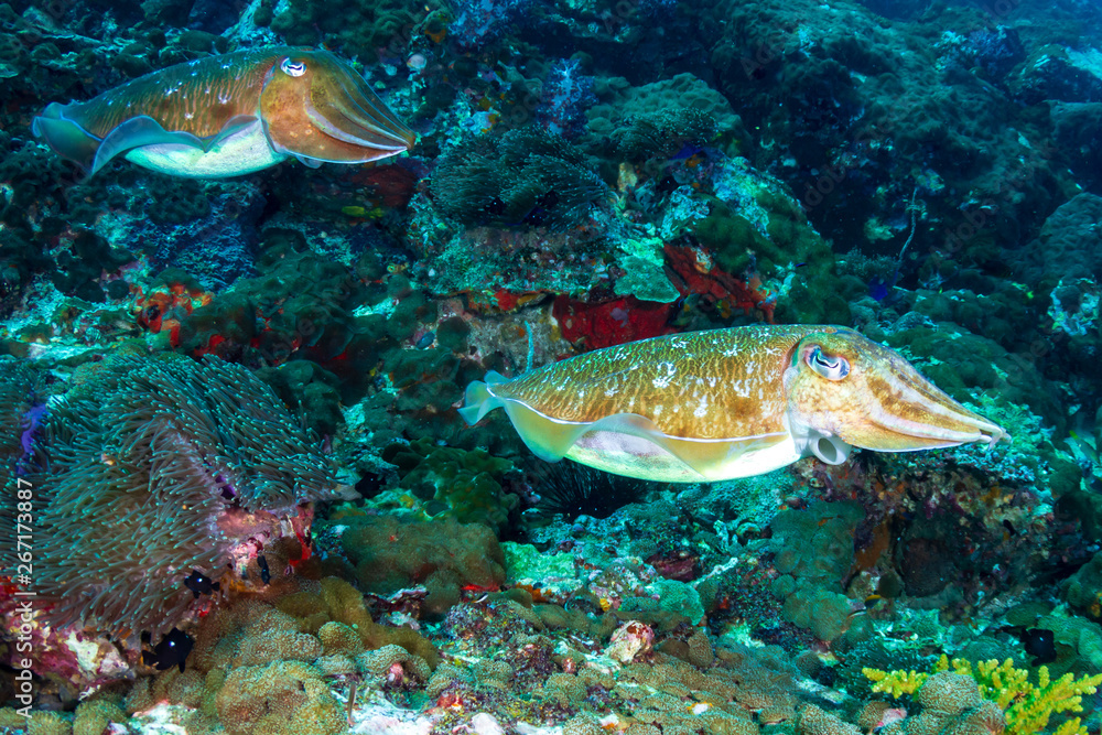 A pair of Cuttlefish on a murky, dark coral reef (Black Rock, Mergui Archipelago, Myanmar) A pair of Cuttlefish on a murky, dark coral reef (Black Rock, Mergui Archipelago, Myanmar)