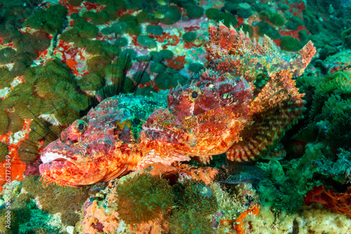 Pair of camouflaged Scorpionfish on a murky coral reef in the Andaman Sea