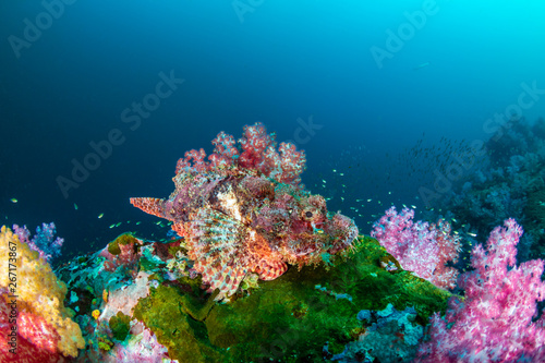 Scorpionfish hidden amongst beautifully colored soft corals on a tropical reef (Mergui Archipelago, Myanmar)