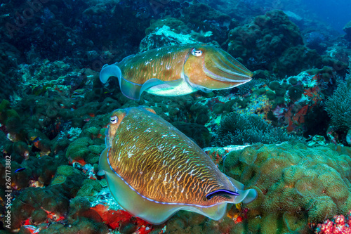 A pair of Cuttlefish on a murky  dark coral reef  Black Rock  Mergui Archipelago  Myanmar 
