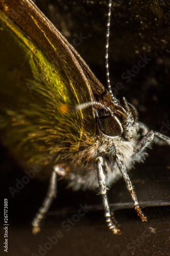 Mariposa Lycaenid  photo