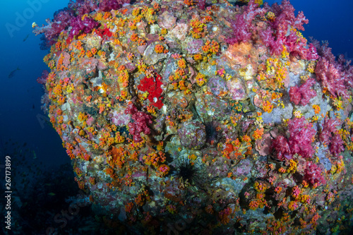 Beautifully colored soft corals on a tropical reef in the Mergui Archipelago