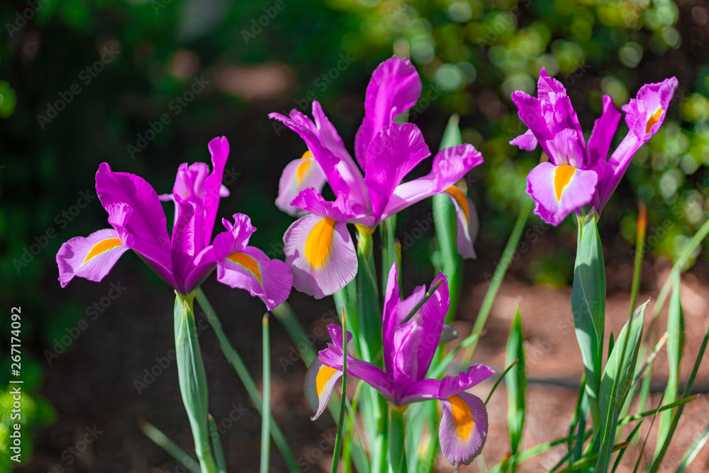 Macro Group of Vibrant Magenta Irises with Shallow Depth of Field Macro Group of Vibrant Magenta Irises with Shallow Depth of Field