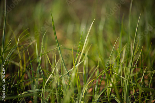 Detail of green grass in a field. blurred frame.
