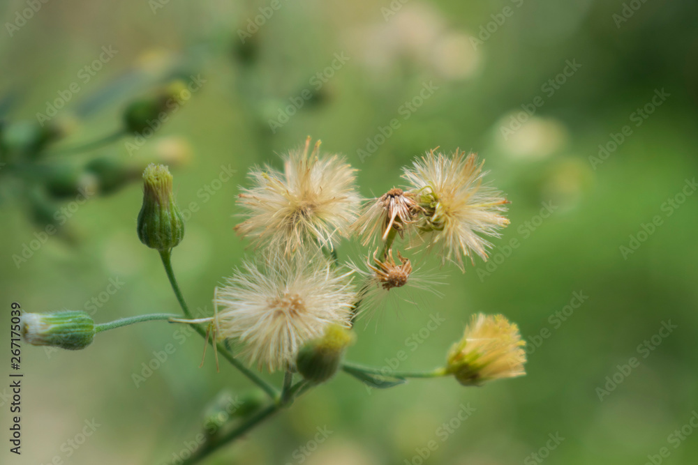 The grass is white and the background is blurred. The grass is white and the background is blurred.
