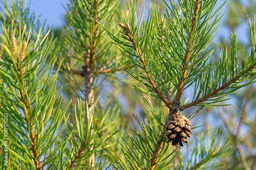 Pine tree leaves. Pine tree needle leaves close up
