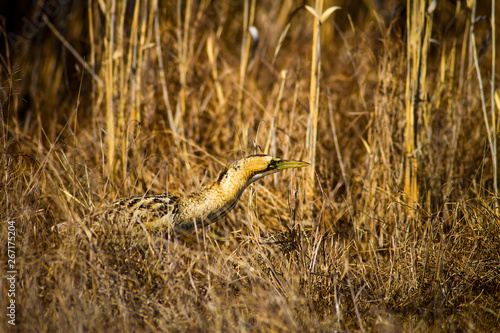 Nature and bird. Bird: Eurasian Bittern. Botaurus stellaris. Yellow brown habitat background.  photo