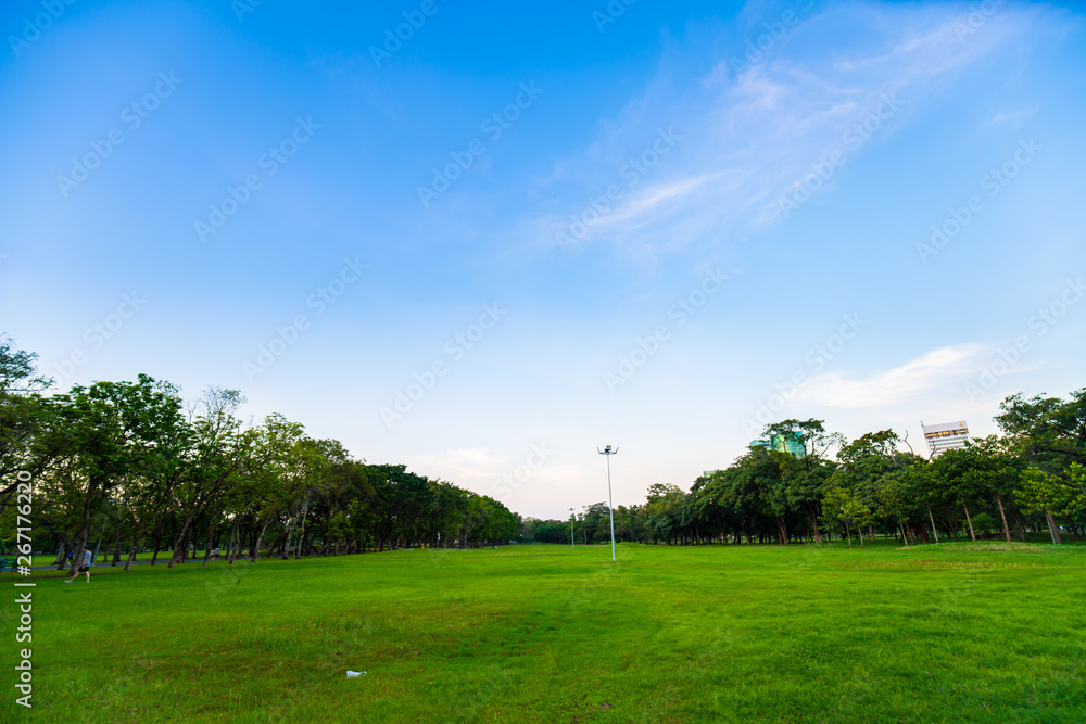 Green city public park with meadow and tree sky cloud
