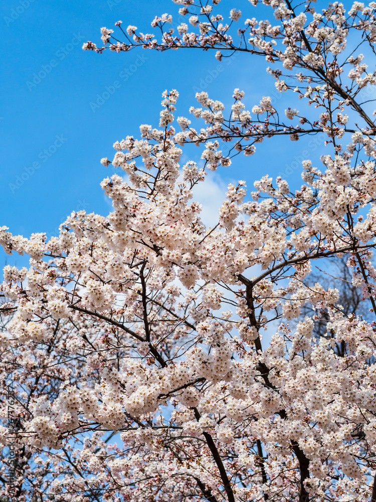 Beautiful white cherry blossoms in spring under a blue sky Beautiful white cherry blossoms in spring under a blue sky
