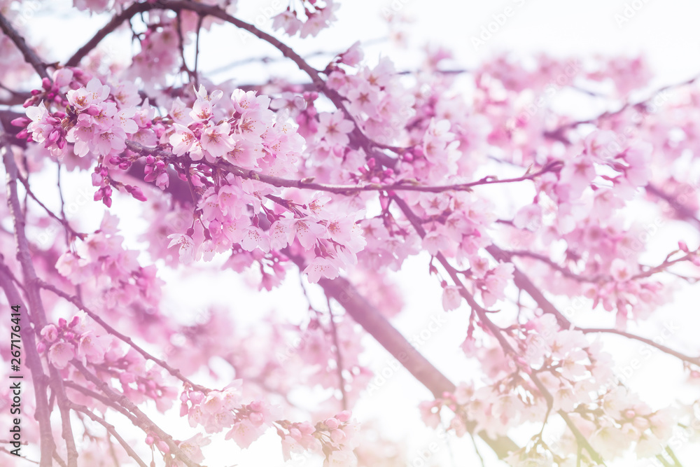Fototapeta premium Beautiful full bloom sakura,cherry blossom in the pastel tone with soft blur background