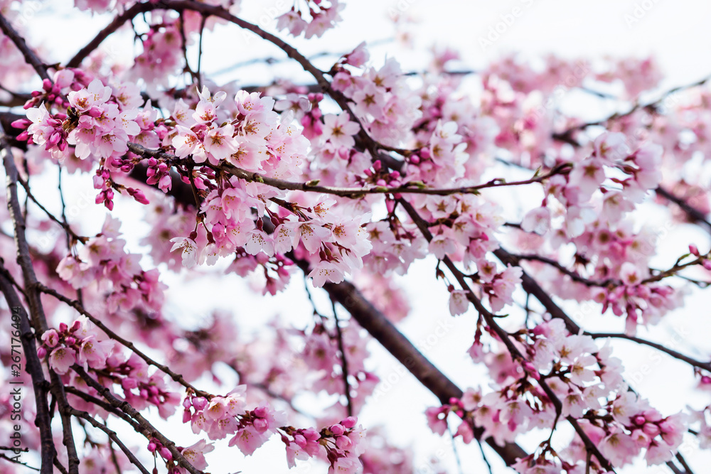 Sakura or cherry blossom flower full bloom in spring season at japan Sakura or cherry blossom flower full bloom in spring season at japan