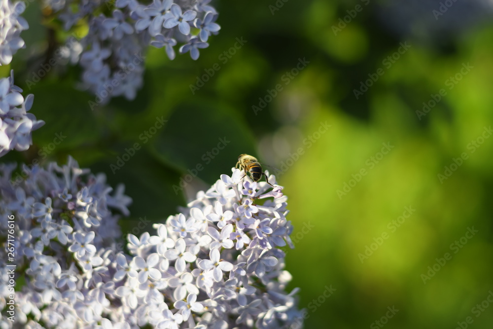 Flower fly on lilac flowers Flower fly on lilac flowers
