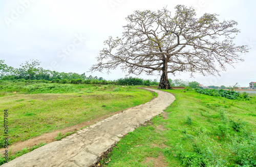 The path to the ancient Bombax ceiba tree with dramatic sky embellishes the beauty of northern Vietnam © huythoai