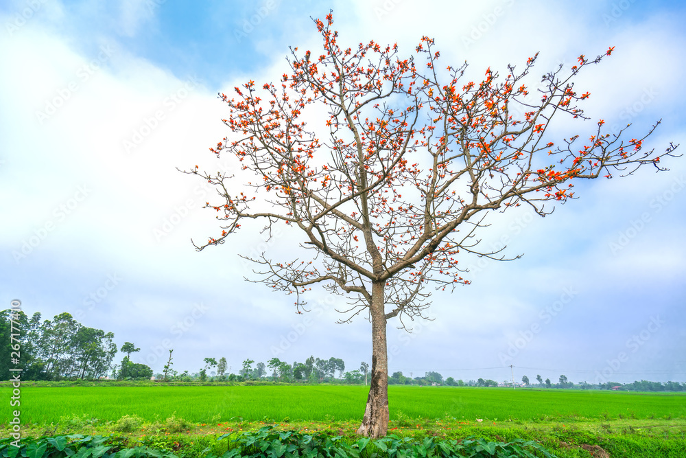 The beautiful Bombax Ceiba tree blooms in spring. This flower works as a medicine to treat inflammation, detoxification, antiseptic, blood circulation is very useful for human health The beautiful Bombax Ceiba tree blooms in spring. This flower works as a medicine to treat inflammation, detoxification, antiseptic, blood circulation is very useful for human health