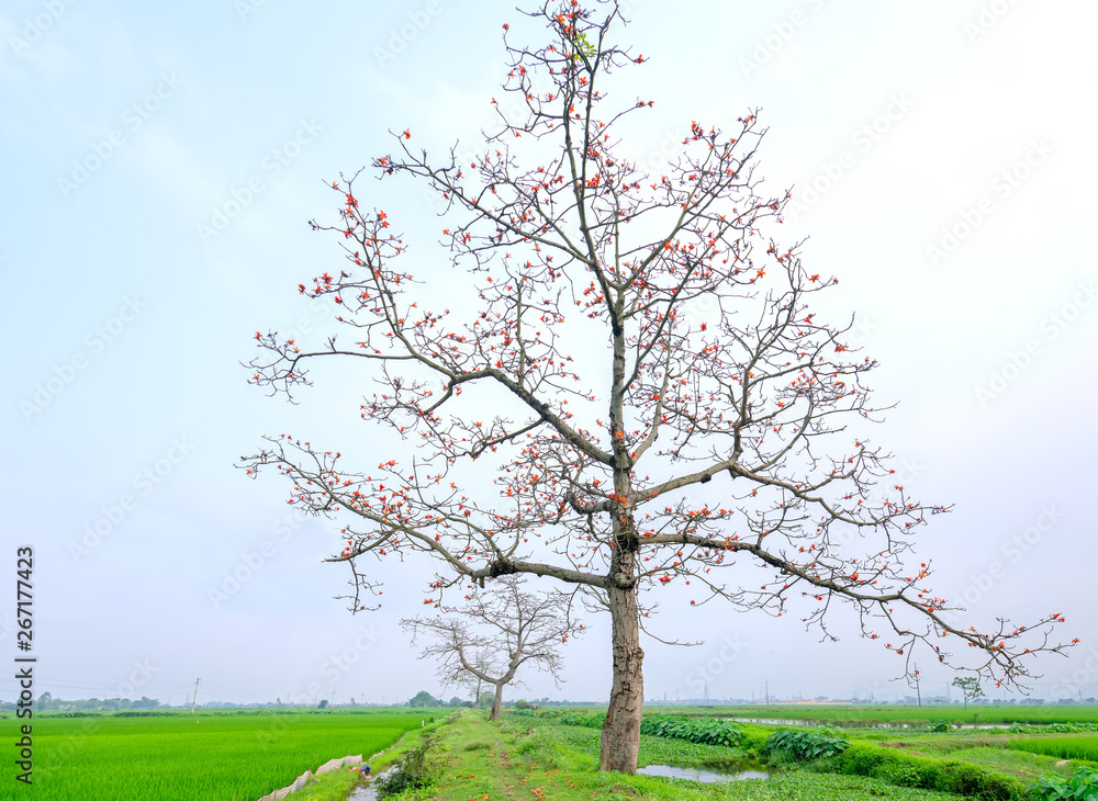 Obraz premium The beautiful Bombax Ceiba flower blooms in spring. This flower works as a medicine to treat inflammation, detoxification, antiseptic, blood circulation is very useful for human health