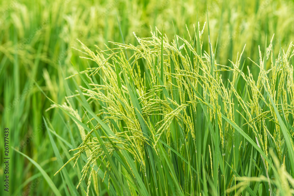 Beautiful green rice grains in the fields Beautiful green rice grains in the fields