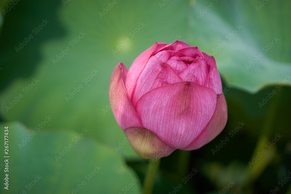 夏の池に咲くハスの花の蕾、日本の景色。
