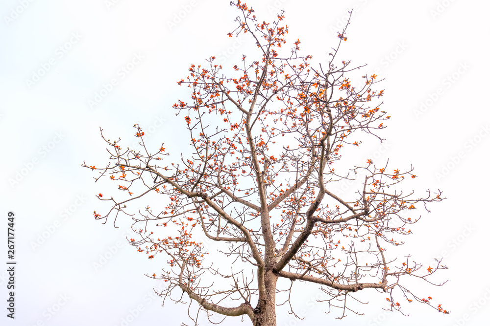 The beautiful Bombax Ceiba flower blooms in spring. This flower works as a medicine to treat inflammation, detoxification, antiseptic, blood circulation is very useful for human health