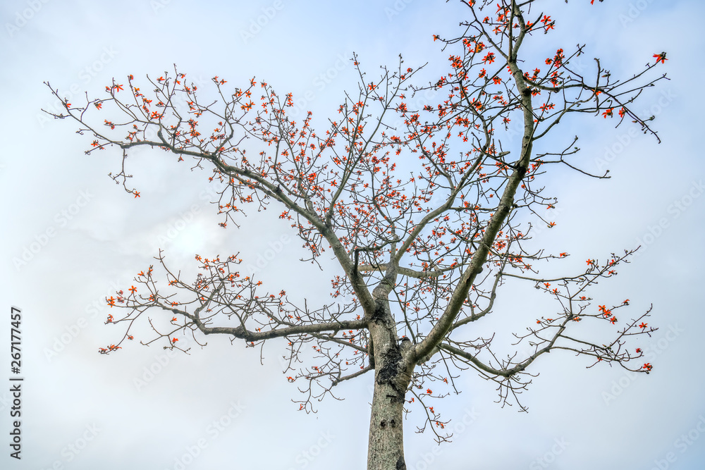 The beautiful Bombax Ceiba flower blooms in spring. This flower works as a medicine to treat inflammation, detoxification, antiseptic, blood circulation is very useful for human health The beautiful Bombax Ceiba flower blooms in spring. This flower works as a medicine to treat inflammation, detoxification, antiseptic, blood circulation is very useful for human health