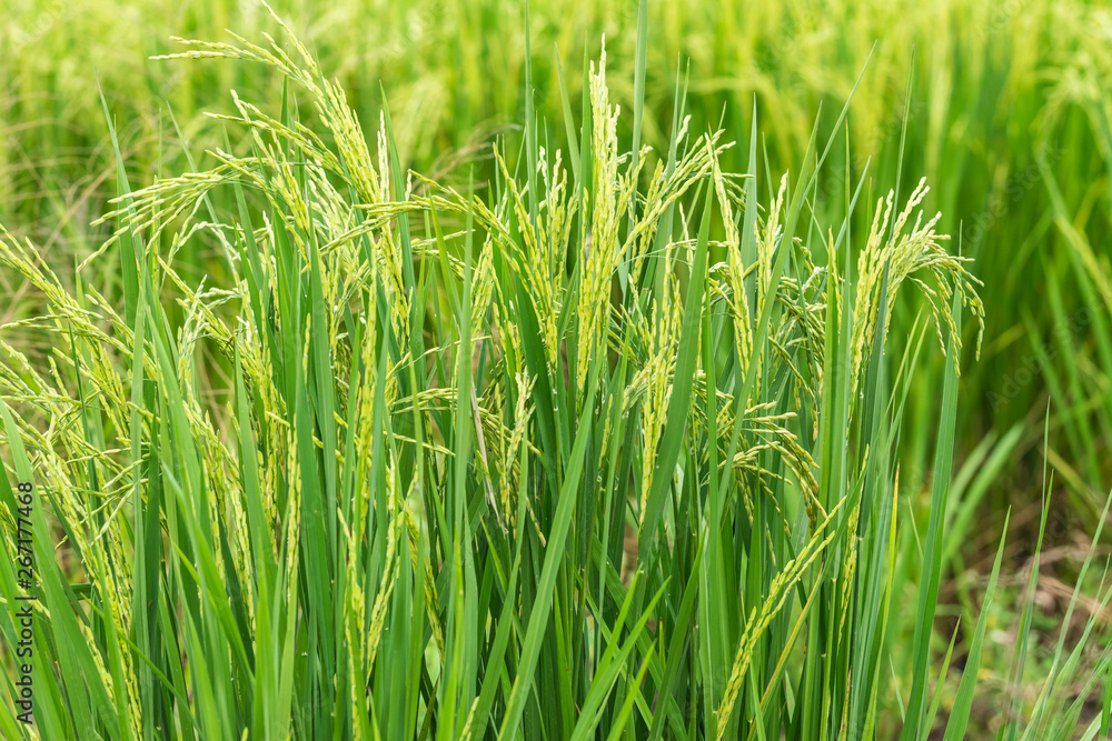 Beautiful green rice grains in the fields Beautiful green rice grains in the fields