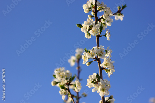 plum branch in spring bloom on blue sky background