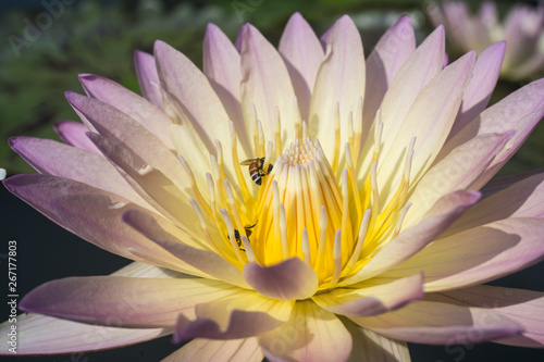 pink with yellow tropical water lily 