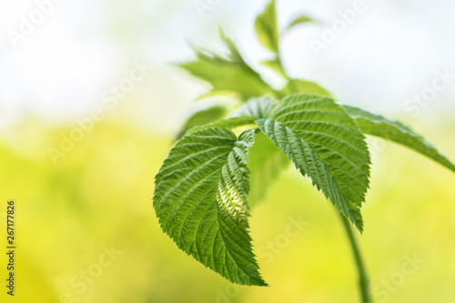 Raspberry branch with green leaves close-up in the garden  before the plants start flowering. Horizontal photography