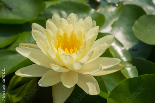 Yellow water lily flower bloom in morning light