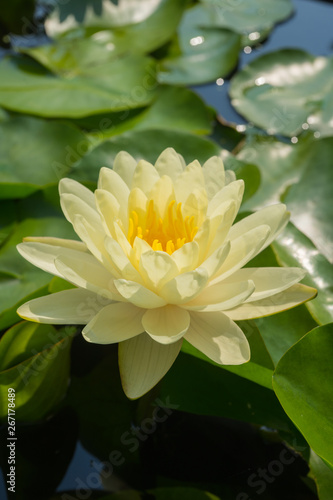 Yellow water lily flower bloom in morning light