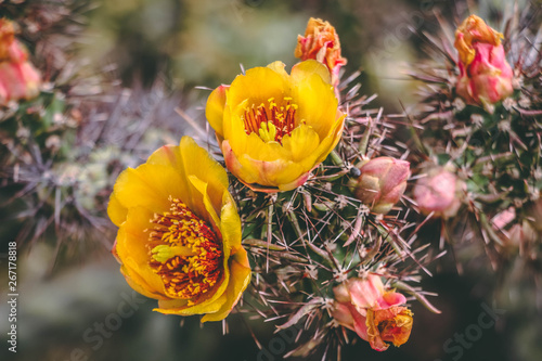 Orange and yellow cactus flowers in Scottsdale