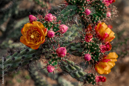 Yellow and orange cholla cactus flowers
