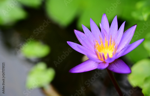 purple lotus in the morning of rainy day
