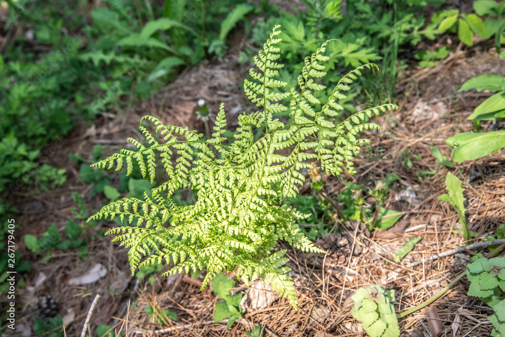 Obraz premium 初夏のシダ