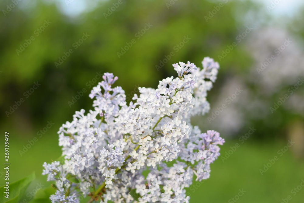 Flowers blooming lilac. Beautiful purple lilac flowers outdoors. Flowers blooming lilac. Beautiful purple lilac flowers outdoors.