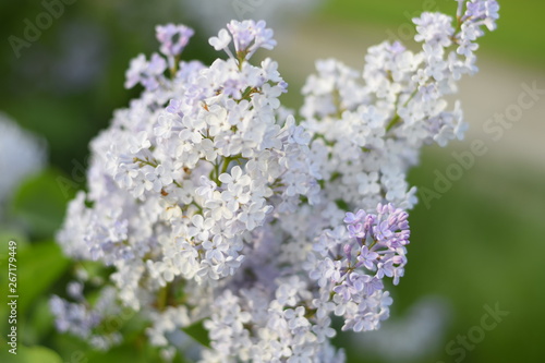 Flowers blooming lilac. Beautiful purple lilac flowers outdoors. © eleonimages