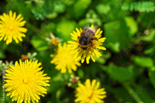 Wallpaper Mural Natural blooming background of yellow beautiful dandelions and bumblebee. Torontodigital.ca