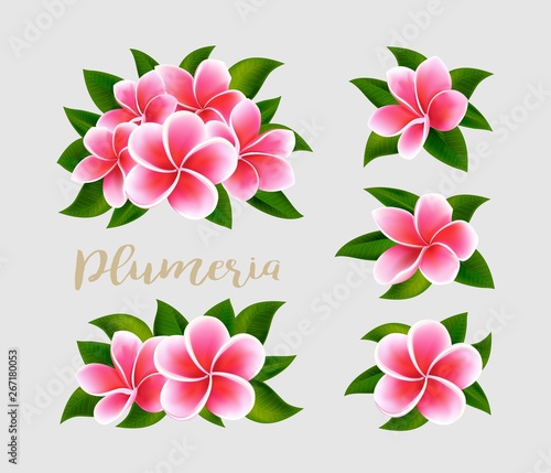 Realistic white pink plumeria frangipani flowers with green leaves isolated