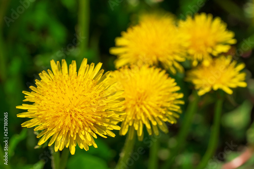 Natural blooming background of yellow beautiful dandelions.