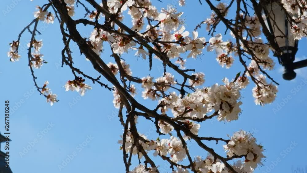 Bare branhes of cherry tree against clear sky Bare branhes of cherry tree against clear sky
